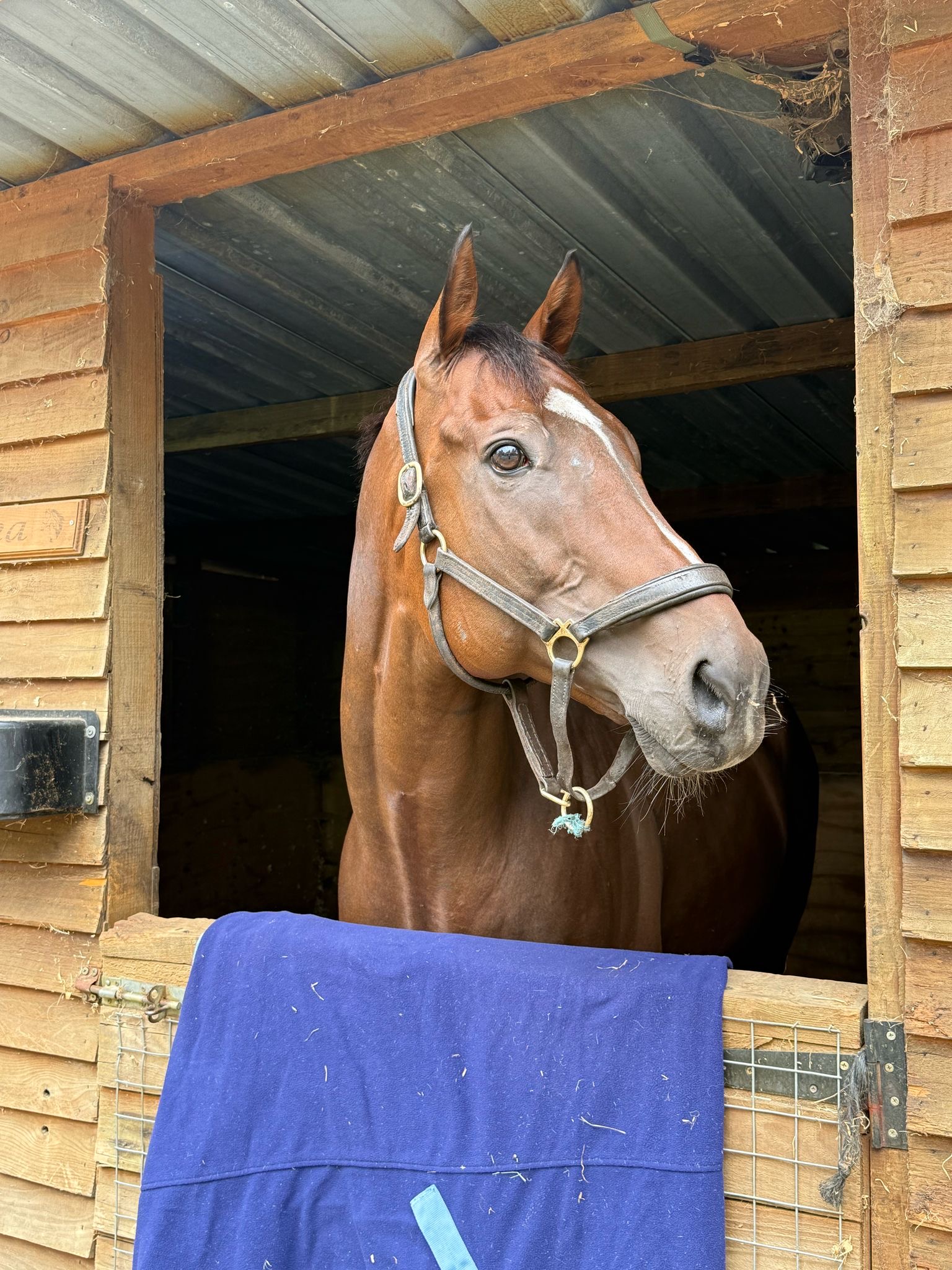 Horse at The Woodland Yard, Redhill Surrey